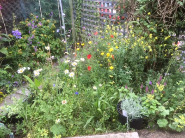 flowers June 2023