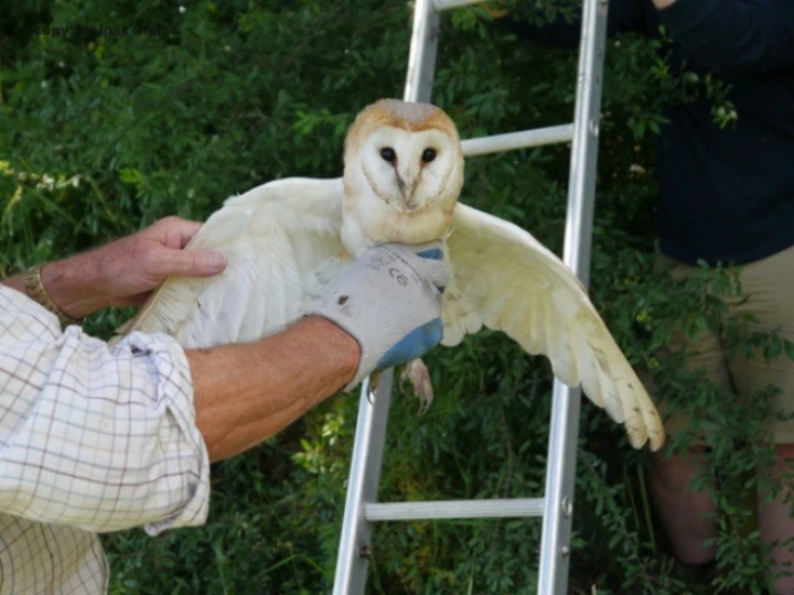 Barn owl 4