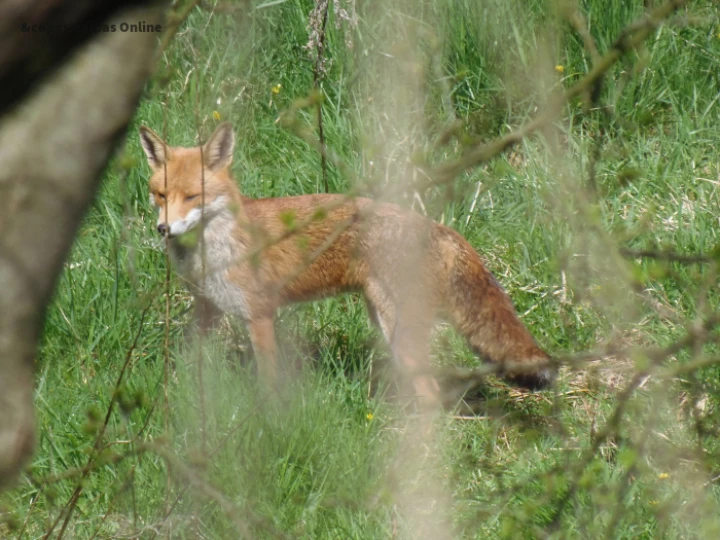 Fox 1