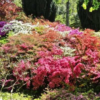 bodnant gardens