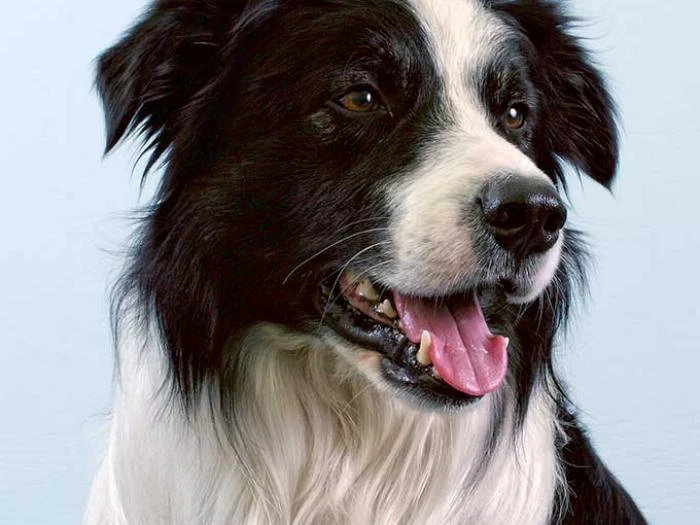 border collie