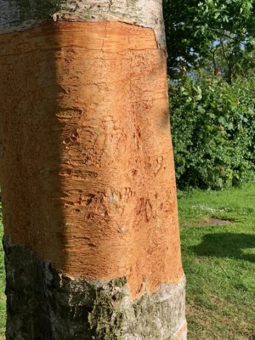 botanical vandalism tree2 4