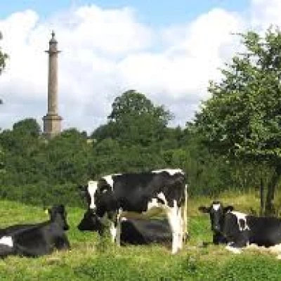 burton-pynsent-monument-cows