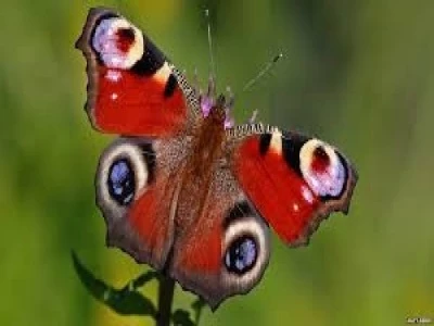 butterfly 2