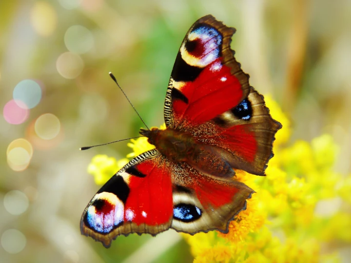 butterfly