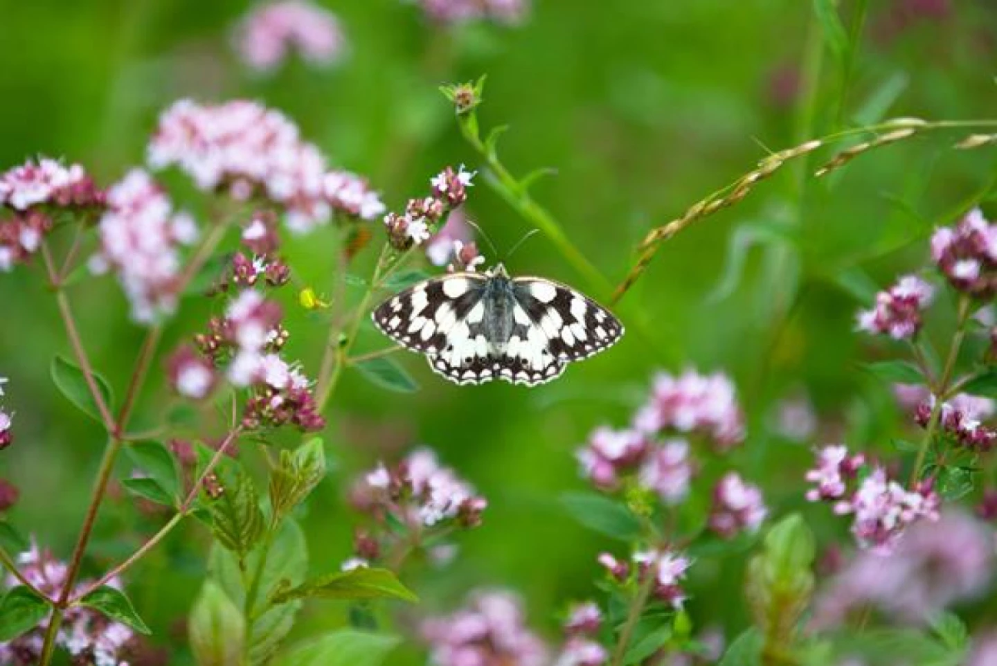 butterflysheepleasflowersjonhawkins090832