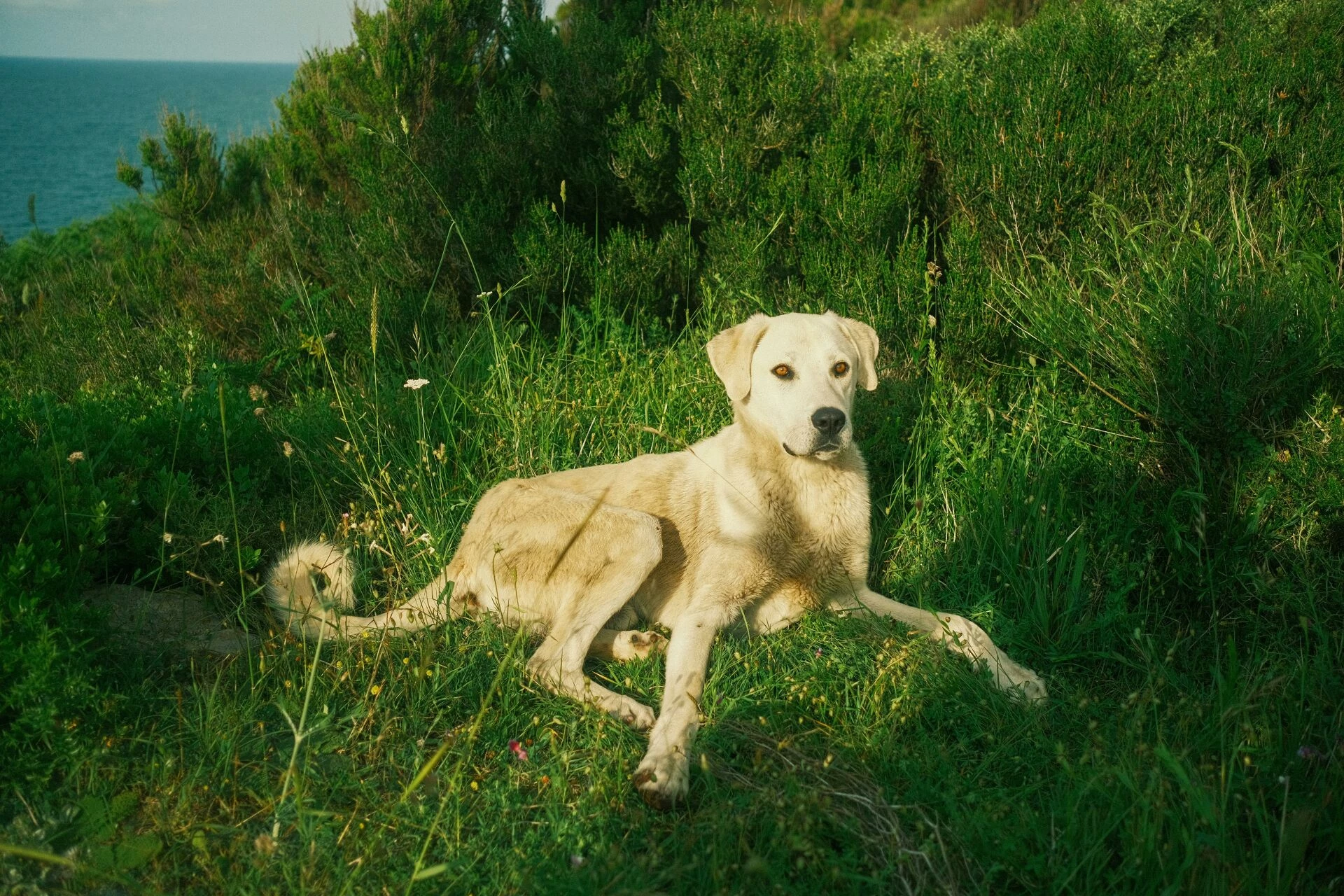 calm dog resting on lush green foliage with a sea view in kumky stanbul