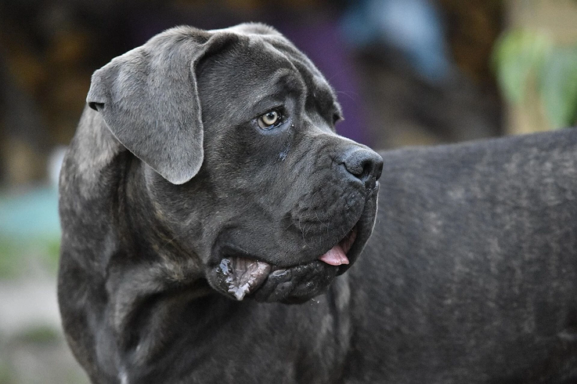 cane corso nature dog animals canecorso pet animal mastiff