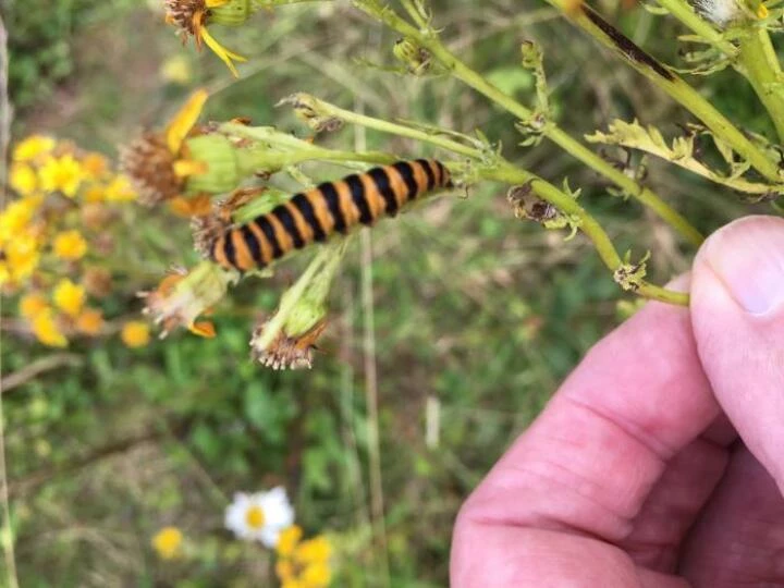 caterpillar