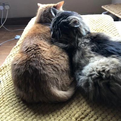 cats 5