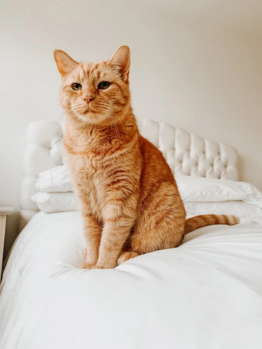 cats 6