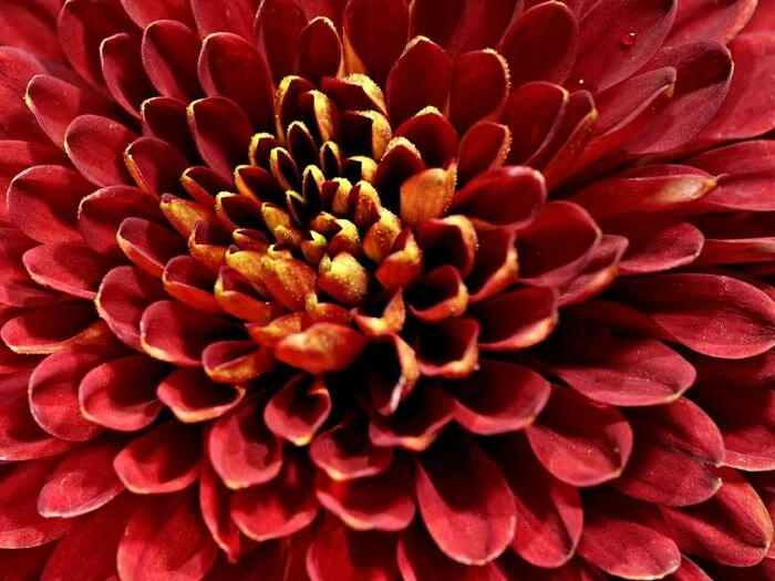 chrysanthemum flower wallpaper beautiful flowers