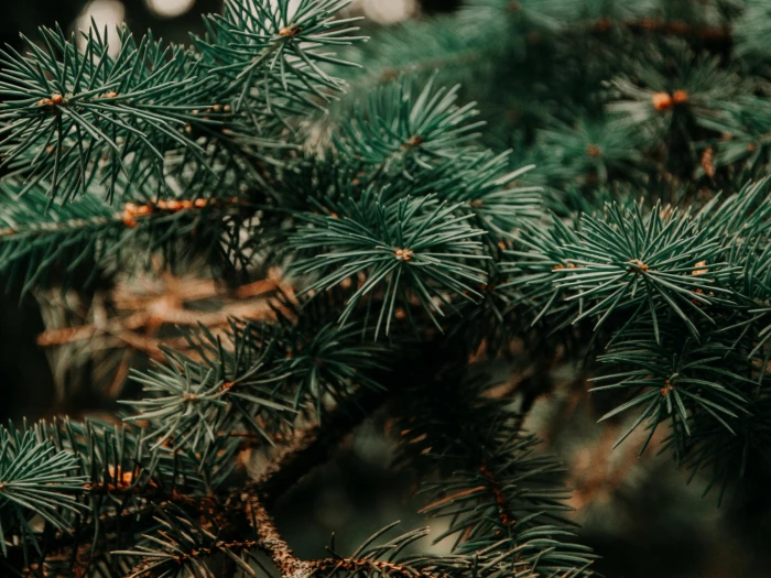 close up photo of green pine tree