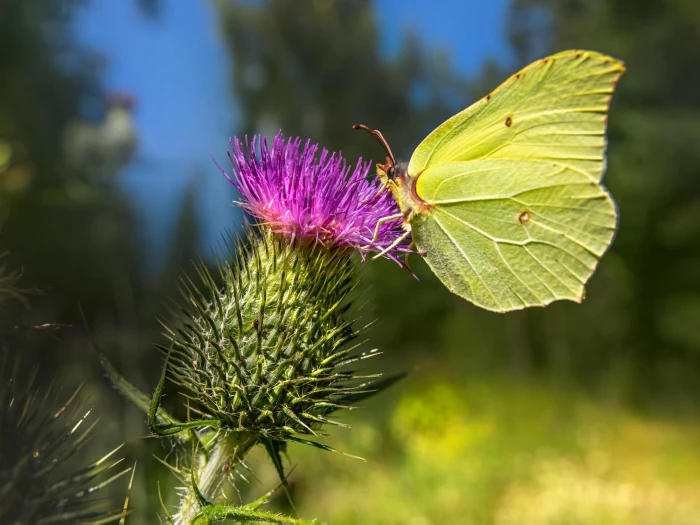 closeup of a butterfly on a thistle flower