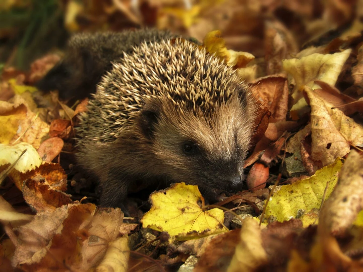 closeup of a hedgehog nestled among colorful autumn leaves in a garden setting