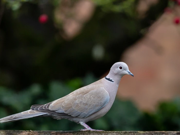 collared dove dove pigeon