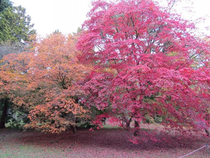 colourful trees