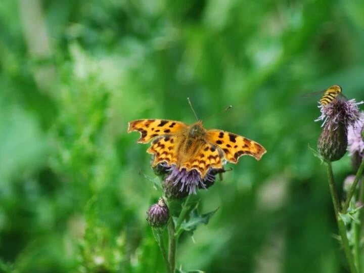 comma