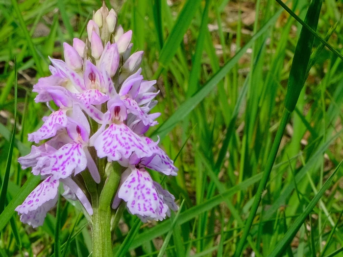 common spotted orchid