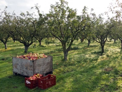 community orchard 01