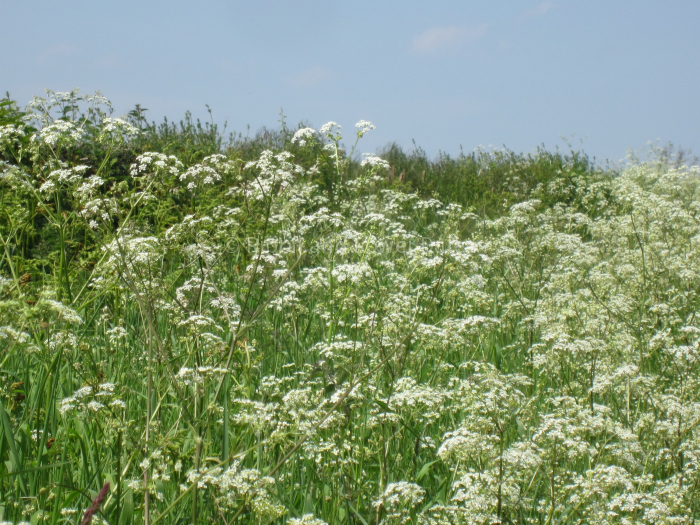 cow parsley summer
