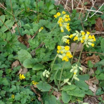 cowslips