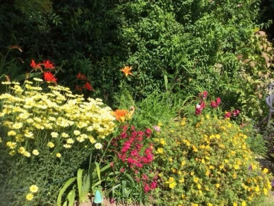 crocosmia lilies daisies