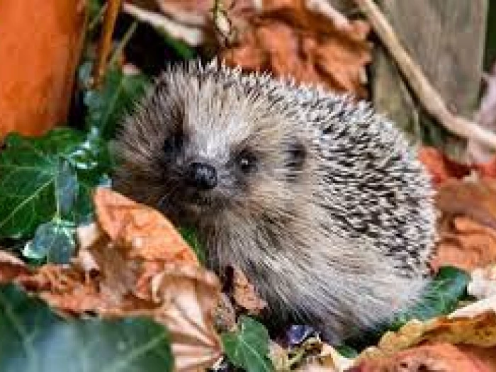 cutest hedgehog