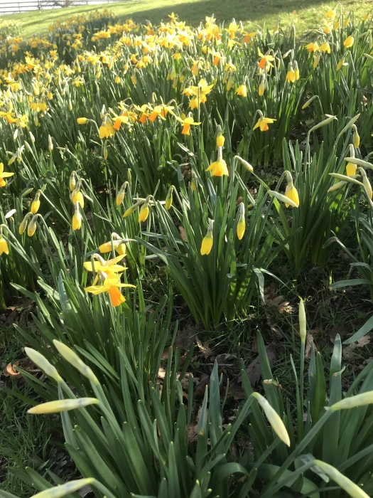 daffodils 1