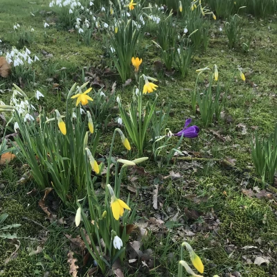 daffodils 2