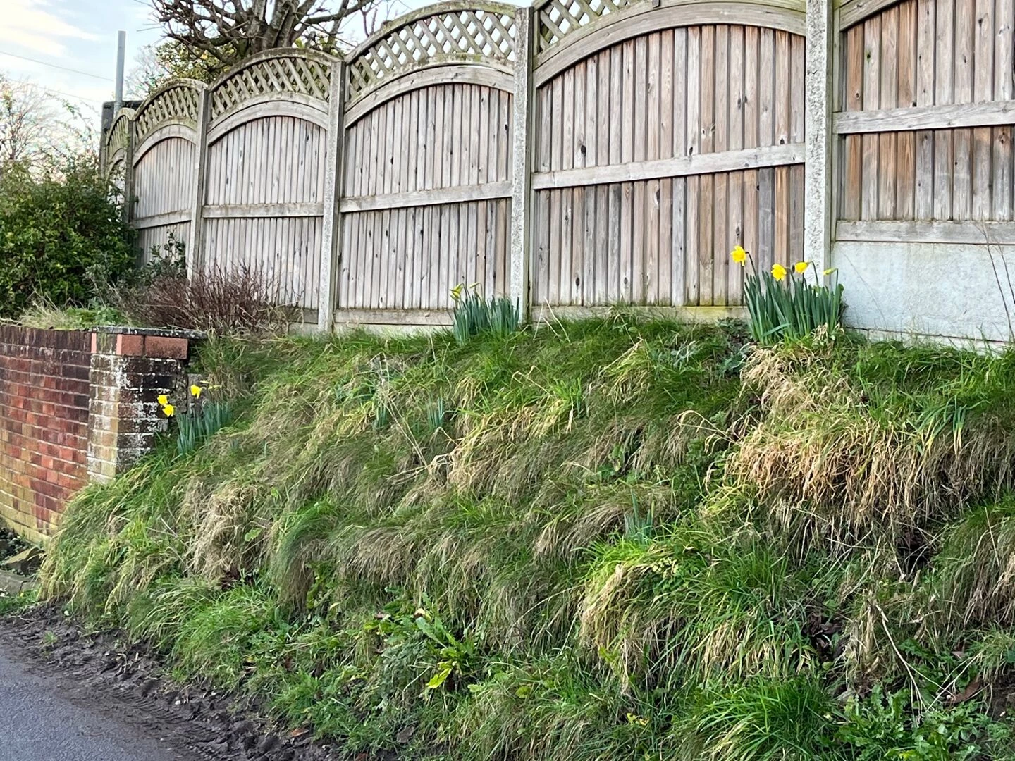 daffodils at swanbach