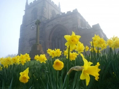 daffodils by st james039 church