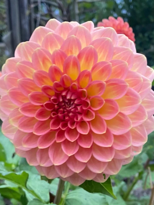 dahlia