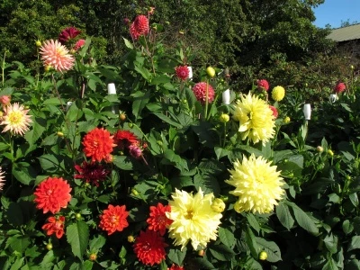 dahlias at allotment 3