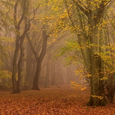 damian ward autumn luster