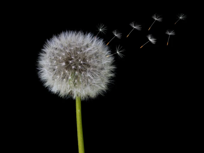 dandelion clock