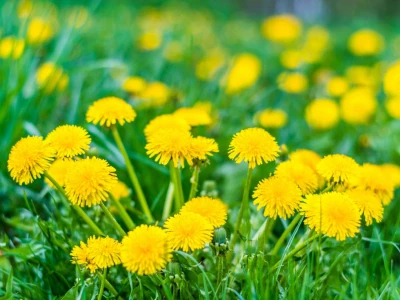 dandelions in a field