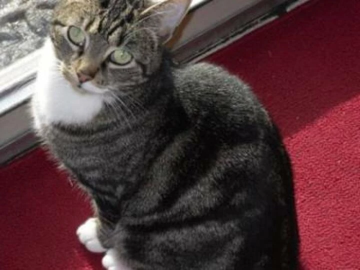 danvillecalliegraytabby