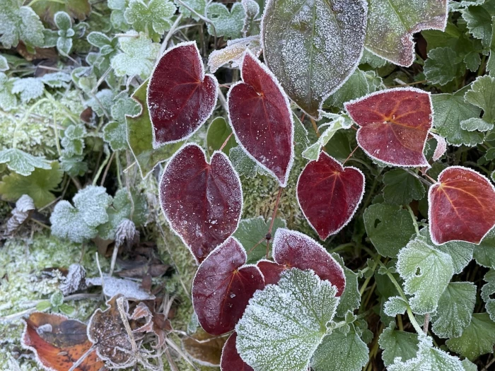 december23 garden