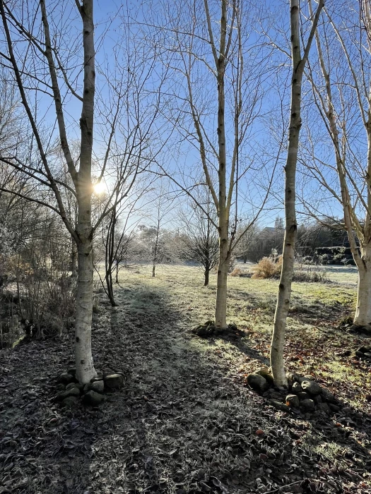 december23 garden