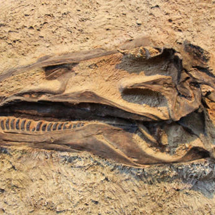 dinosaurfossil