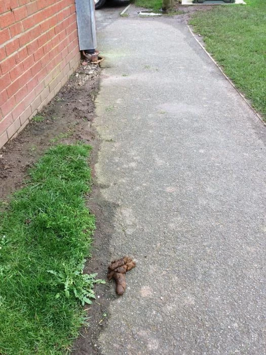 dog poo 1