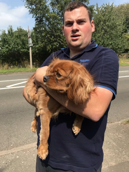 dog suffers accident with car image 10