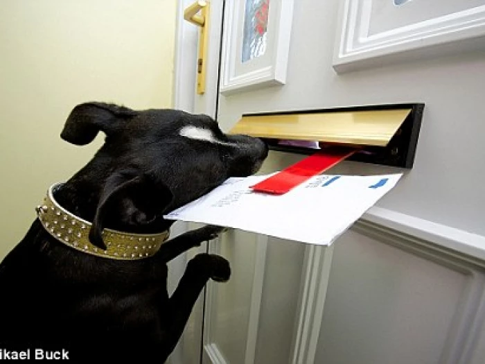 dog taking mail