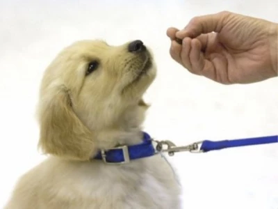 dog training 02