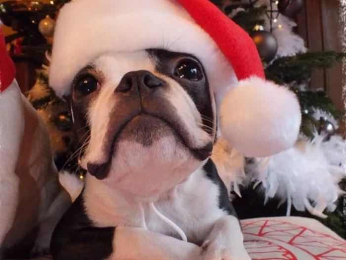 dog with santa hat at xmas