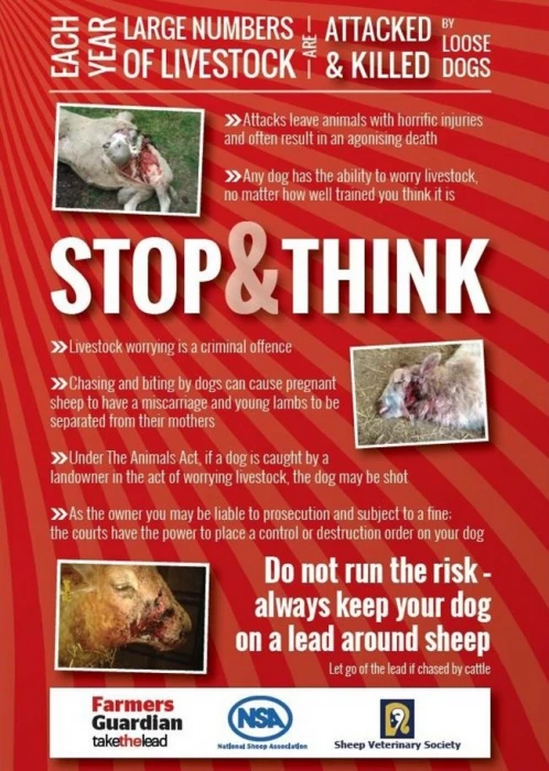 dog worrying