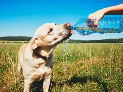 dogs and summerheat