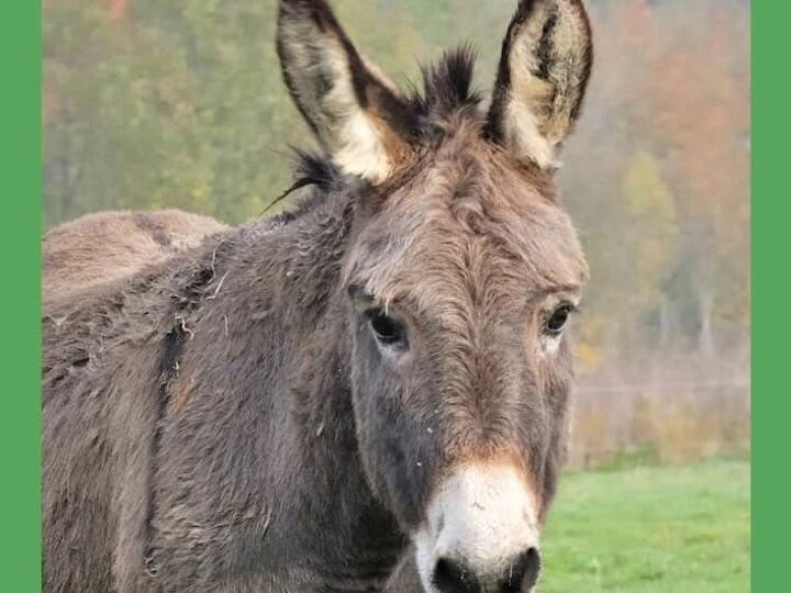 donkey