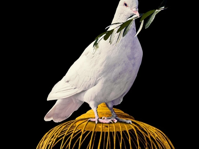 dove olive branch